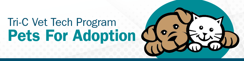 Adoptable animals available through Tri-C's Vet Tech Program