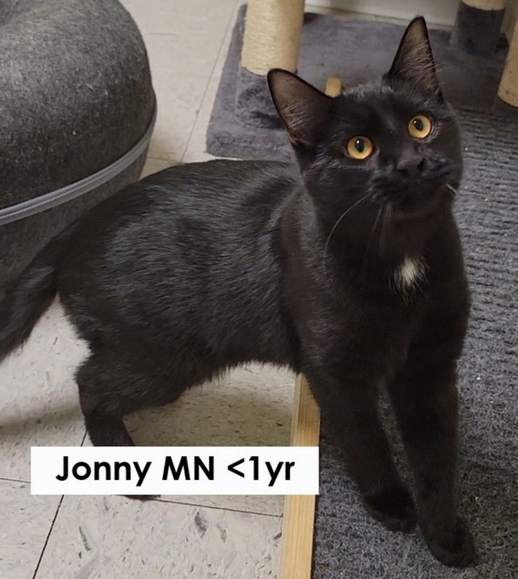 Jonny, male, neutered, under one year old