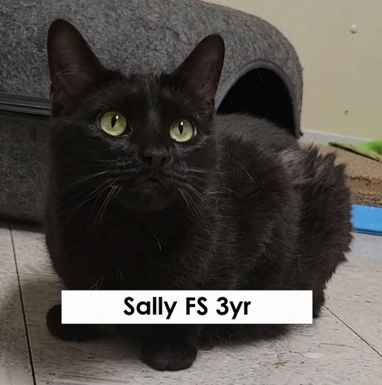 Sally, female, spayed, three years old