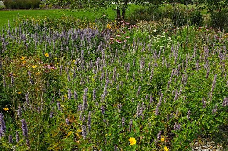 A pollinator garden at Western Campus provides habitat for butterflies, insects, and birds.