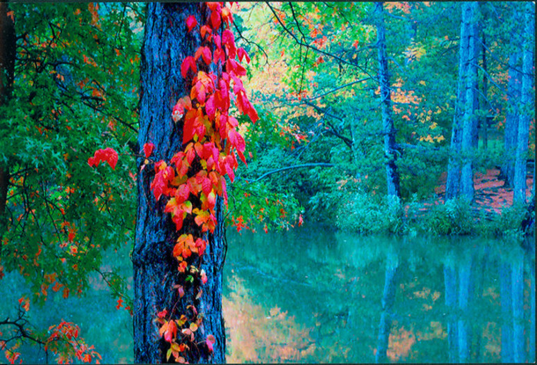 Margaret Konecky's "Metropark Majesty," a scene of autumn trees along a pond