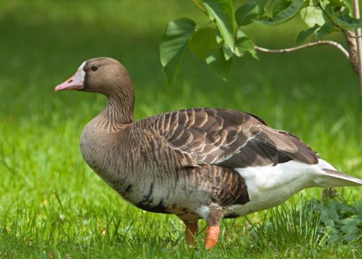 Greater White-fronted Goose
