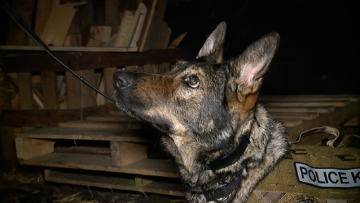 K-9 officer training at Tri-C