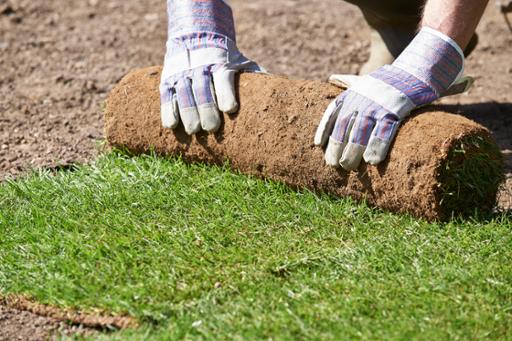 Landscaper rolling out sod