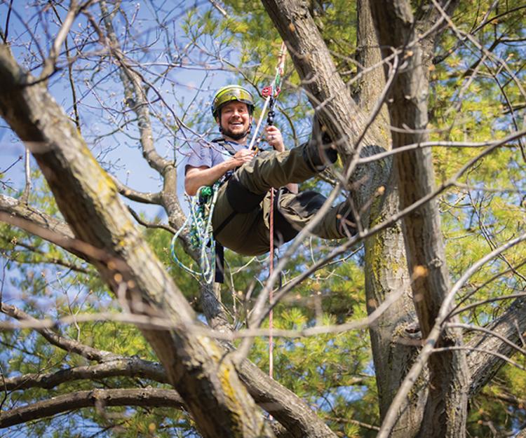 Faculty member Jim Furnai performing tree care wearing a harness