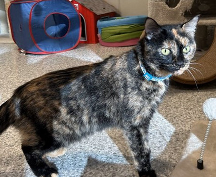 Cat: Brandy