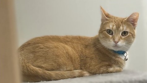 Cat: Carmel