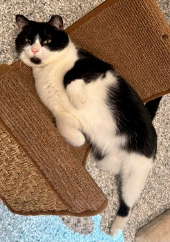 Cat: Cookie
