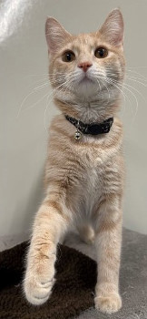 Cat: McMuffin