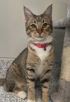 Cat: Nikki