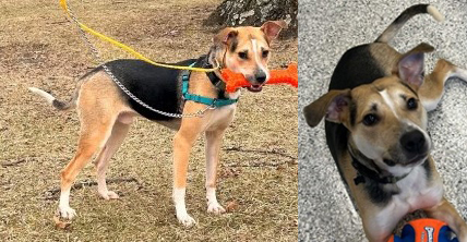Dog: Bullet