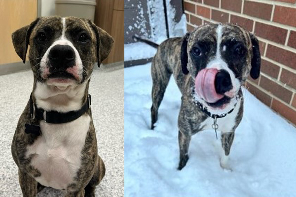 Dog: Lloyd