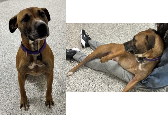 Dog: Tessa