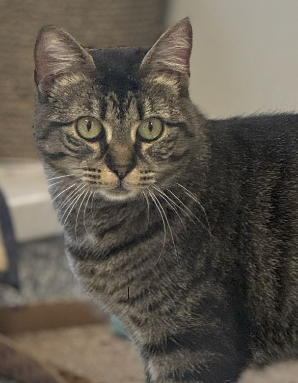 Chirp, female, spayed, 1.5 years old