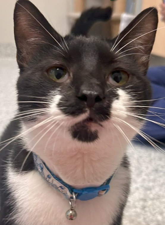 Gouda, male, neutered, four years old
