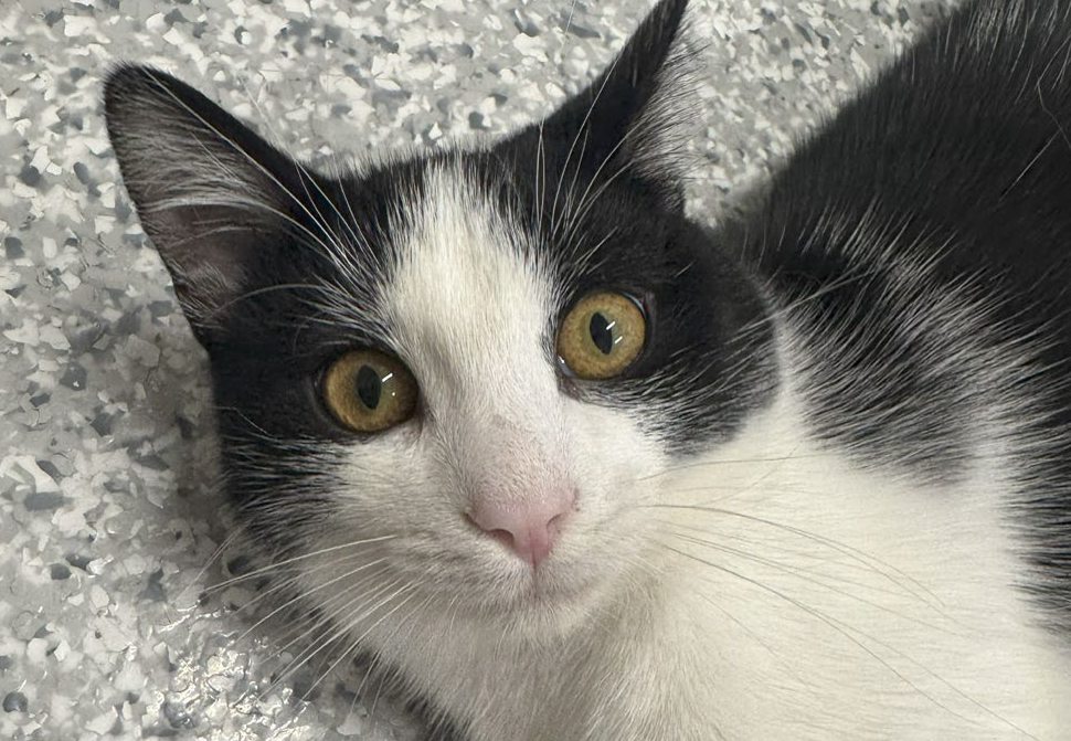 Hazel, female, spayed, under one year old, male, neutered, four years old