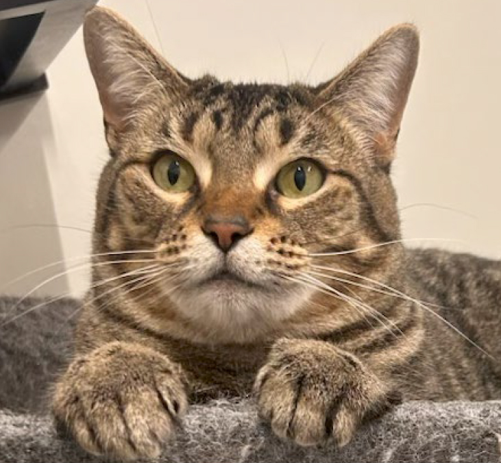 Latte, female, spayed, four years old