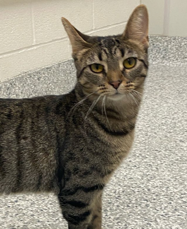 Lilo, female, spayed,  two years old