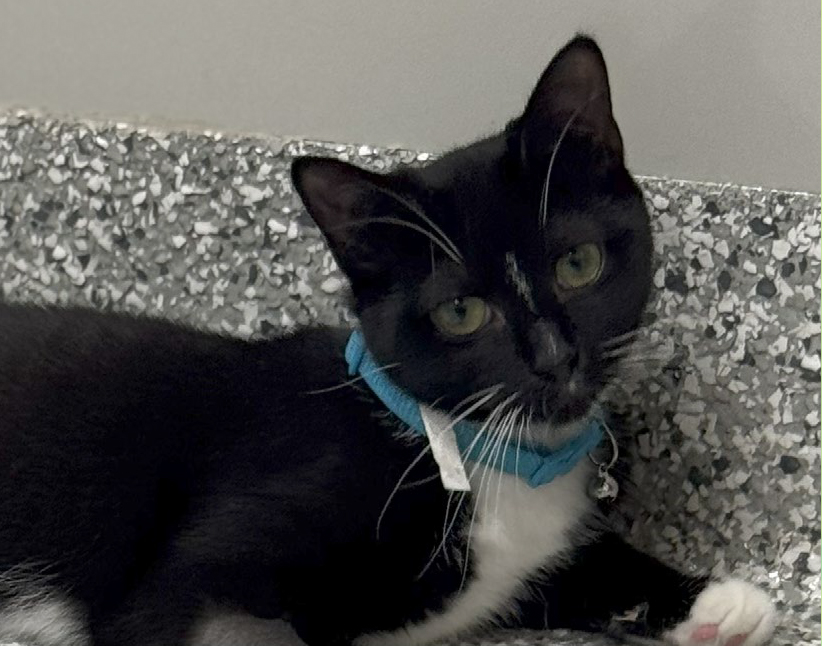 Parker, male, neutered, under one year old