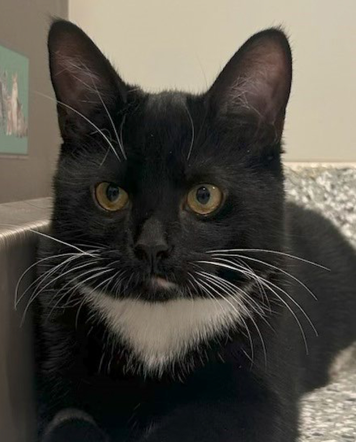 Penguin, male, neutered, under one year old