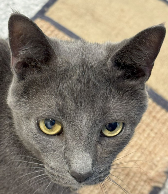 Remmy, male, neutered, four years old