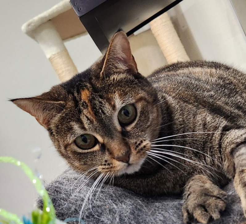 Shirley, female, spayed, one year old