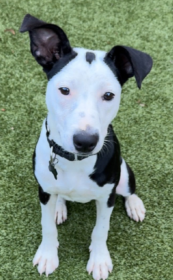 Billie, female, intact, under one year old