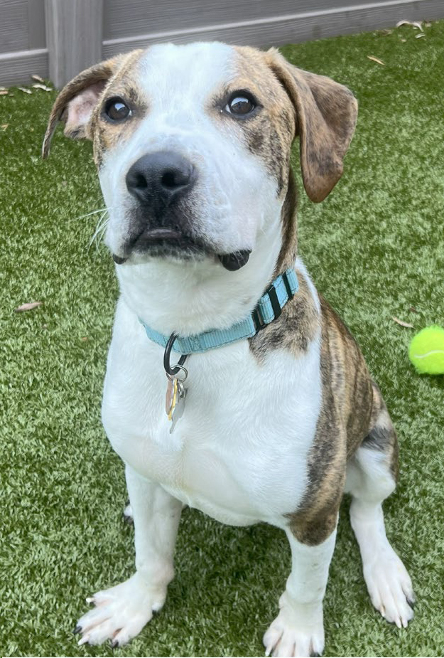 Chunk, male, neutered, one year old