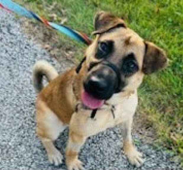 Marilyn, female, intact, under one year old