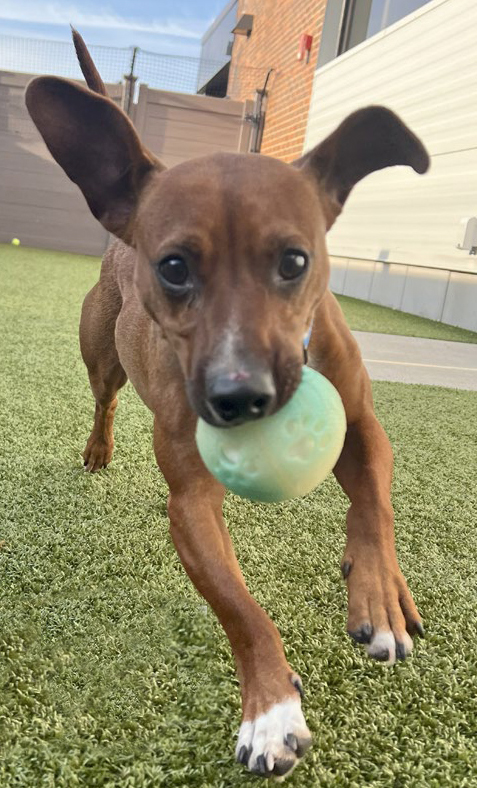 Peewee, male, intact, two years old