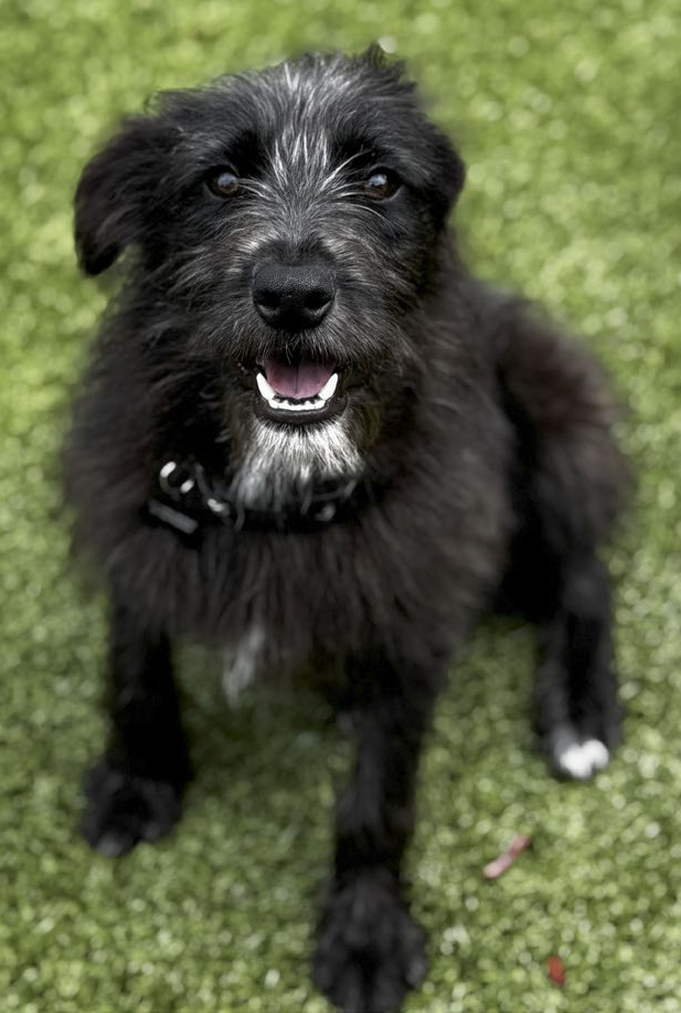 Salt, female, spayed, under one year old