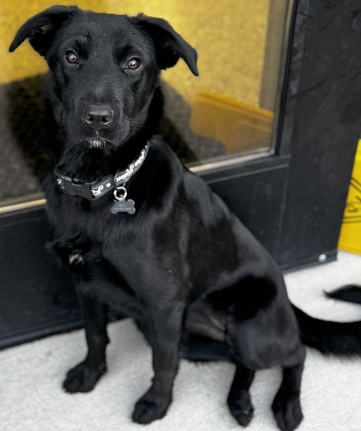 Tequa, female, spayed, under one year old