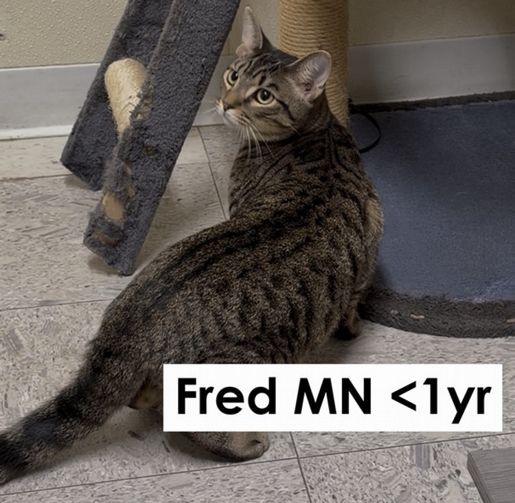 Fred, male, neutered, less than one year old
