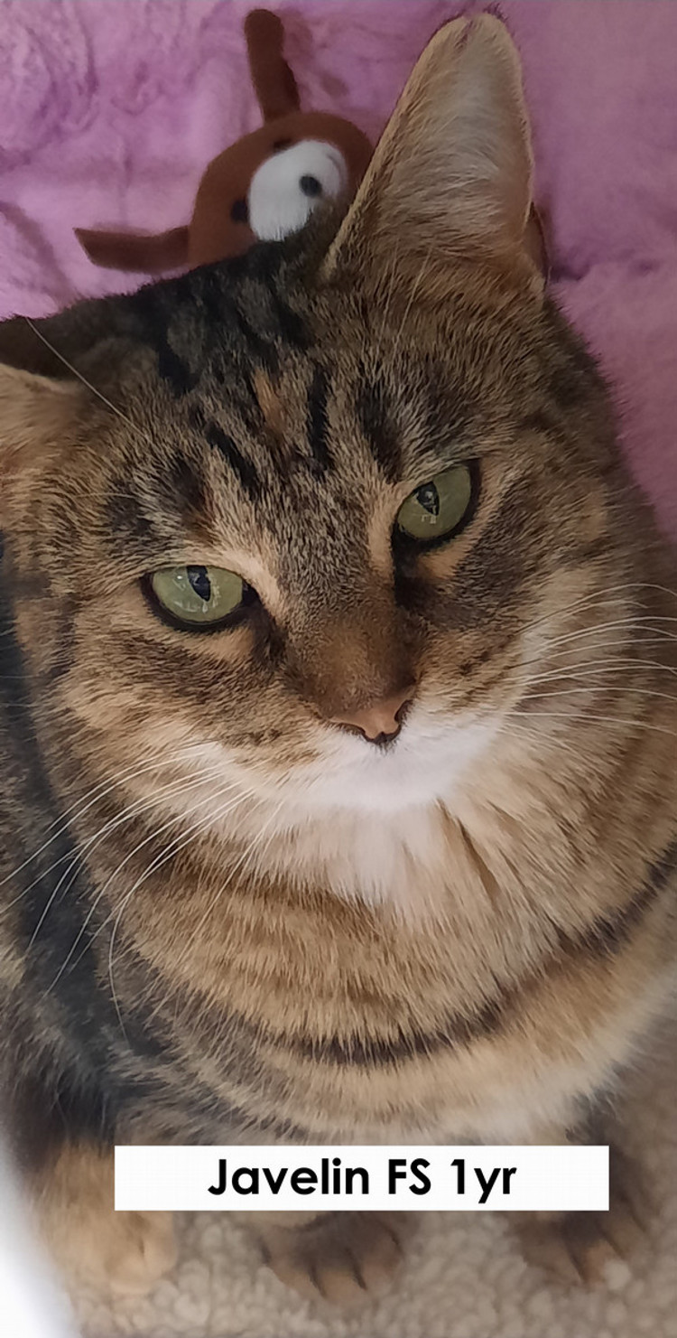 Javelin, female, spayed, one year old