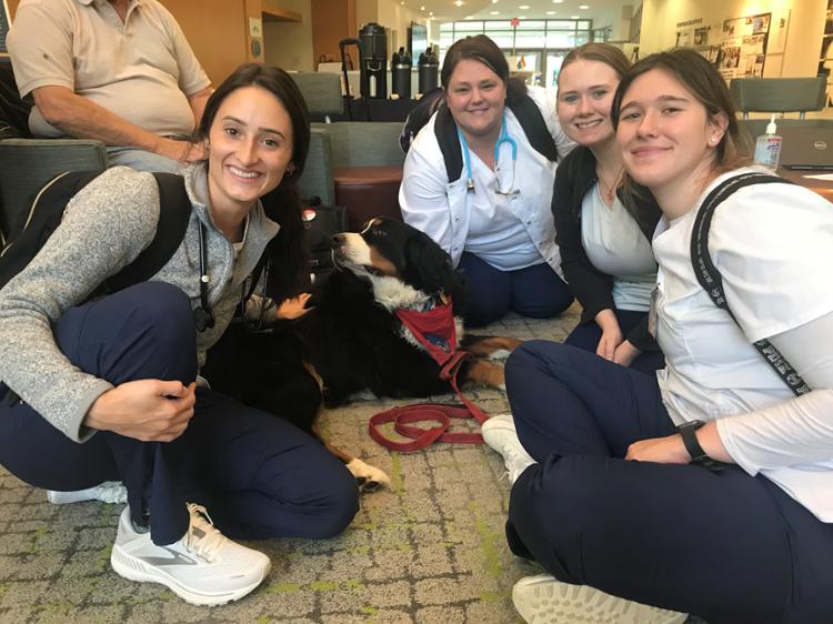 Therapy Dogs Visiting Westshore